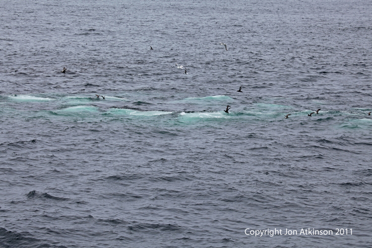 Humpback Whale Bubble Net